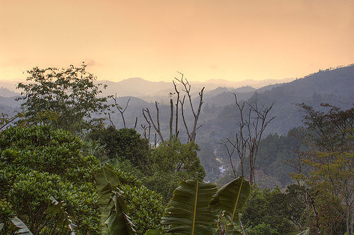 Ranomafana National Park